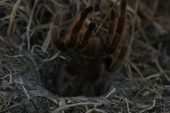 Grammostola rosea