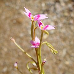 Stylidium fluminense