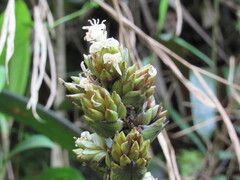 Guzmania