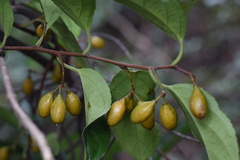 Celastrus monospermus