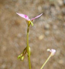 Stylidium fluminense