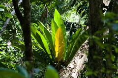 Anthurium crenatum