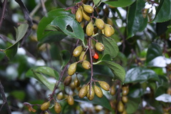 Celastrus monospermus