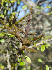 Korthalsella clavata