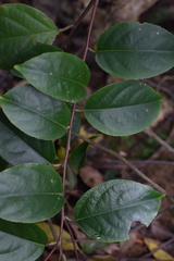 Celastrus monospermus