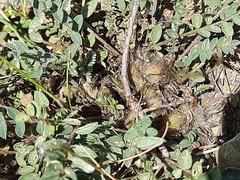 Astragalus dolichophyllus