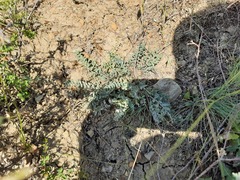 Astragalus dolichophyllus