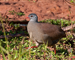 Small-Billed Tinamou photo 2