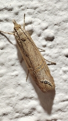 Euchromius ocellea