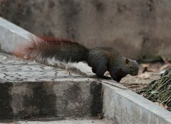 Callosciurus erythraeus