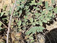 Astragalus dolichophyllus