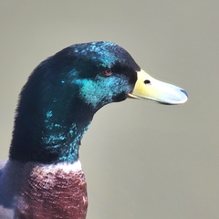 Anas platyrhynchos domesticus