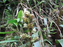 Guzmania