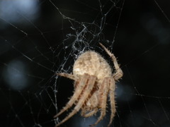 Neoscona oaxacensis