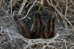 Grammostola rosea