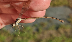 Lestes disjunctus