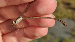 Lestes disjunctus