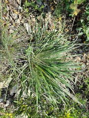 Ancathia igniaria