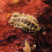 Acanthochitona crinita - Photo (c) engelspaul, μερικά δικαιώματα διατηρούνται (CC BY-NC)