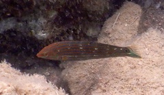 Halichoeres melanurus