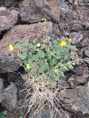 Chylismia