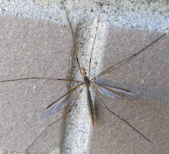 Tipula oleracea