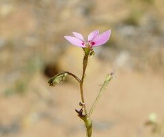 Stylidium floribundum