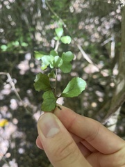 Elaeocarpus hookerianus