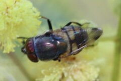 Stomorhina discolor