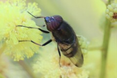 Stomorhina discolor