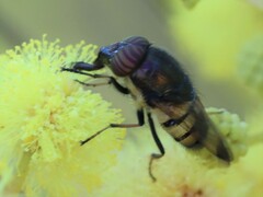 Stomorhina discolor