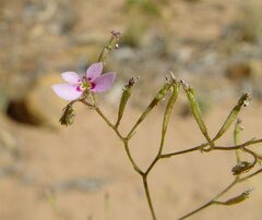 Stylidium floribundum