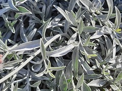 Convolvulus calvertii ruprechtii