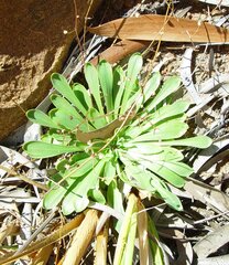 Stylidium floribundum