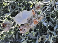 Convolvulus calvertii ruprechtii