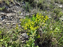 Euphorbia glareosa