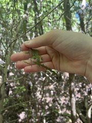 Elaeocarpus hookerianus