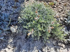 Convolvulus calvertii ruprechtii