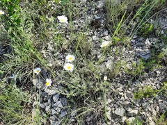 Anthemis ruthenica