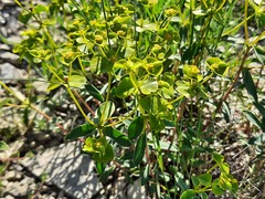 Euphorbia glareosa