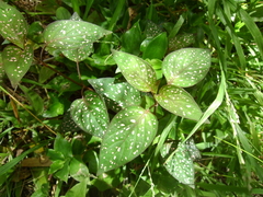 Hypoestes phyllostachya