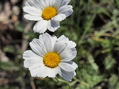 Anthemis ruthenica