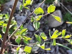 Thalictrum minus