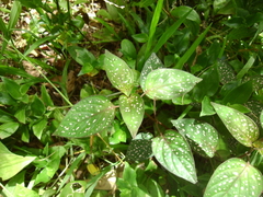 Hypoestes phyllostachya