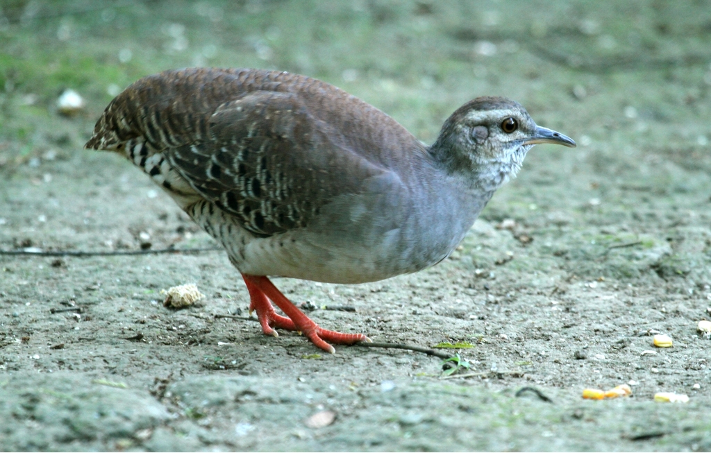 Pale-browed Tinamou photo