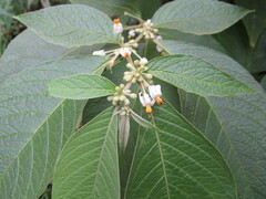 Lycianthes radiata