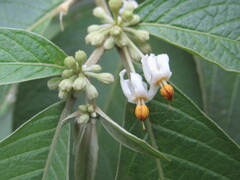 Lycianthes radiata