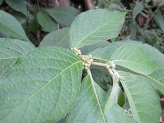 Lycianthes radiata