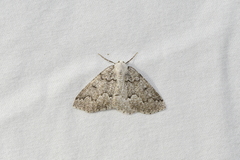 Sabulodes packardata