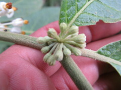 Lycianthes radiata